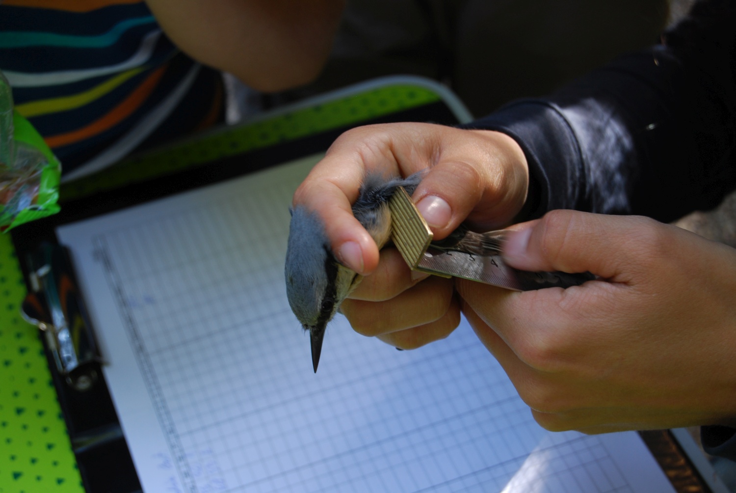 zdjęcie ludzi w trakcie warsztatów z oznaczania i obrączkowania ptaków