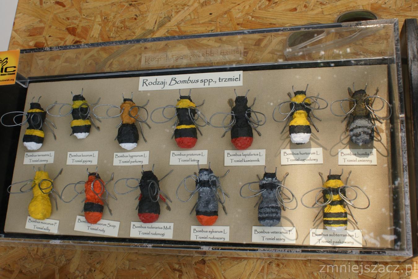 zdjęcie gabloty z modelami owadów